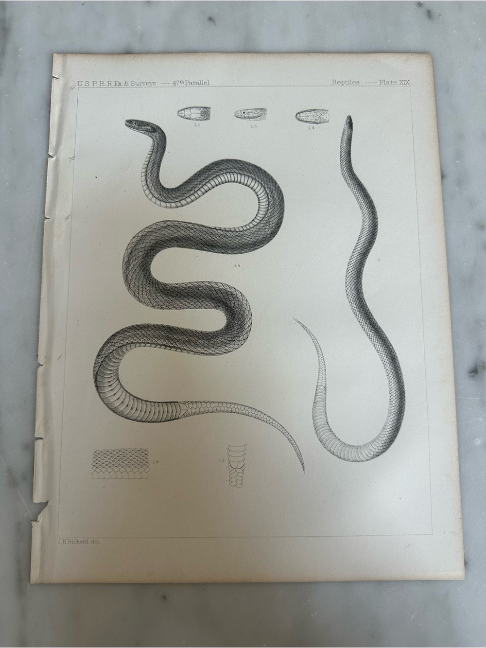 1800s Reptiles - Plate XIX" from the U.S. Pacific Railroad Exploration